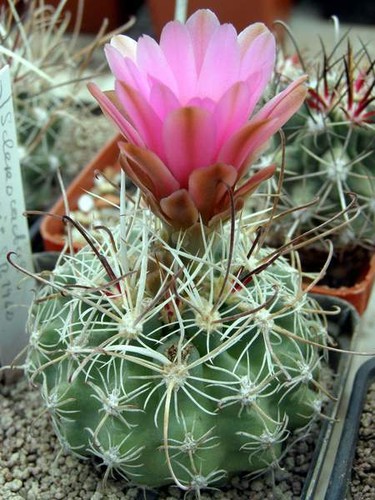 Sclerocactus nyensis sb1460 - sclerocactus,