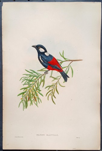 John gould uccelli ornitologia - john,