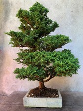Bonsai di Cryptomeria Japonica (no Ginepro, no Acero)