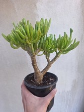 Crassula ovata hobbit vaso - 'hobbit',
