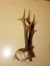 cranio di capriolo con corna completo, palco di daino palco di capriolo corno