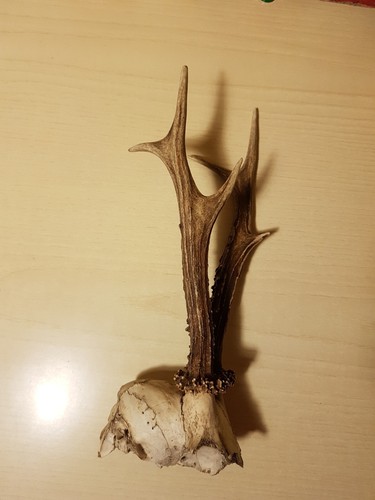 Cranio capriolo con corna - di,