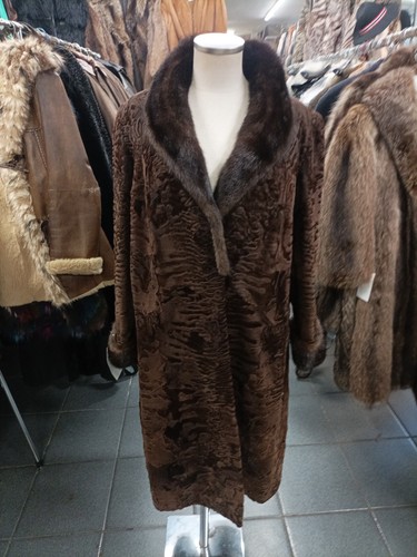 Persiano marrone visone - persiano, e