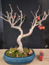 bonsai di melo   h 52 cm