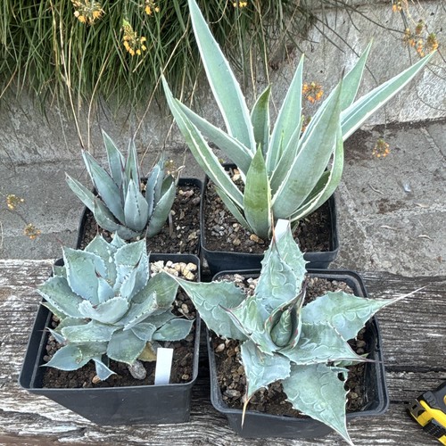 Agave lotto piante vaso - lotto, in