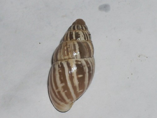 Zebrina detrita wonderful - zebrina,