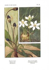 Stampa antica FIORI LIBERTY PIANTAGGINE e STELLA botanica 1922 Antique print