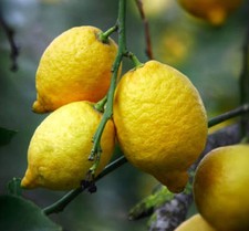 Agrumi limone MEYER | Limone | Albero di limone - Limone | Albero di limone