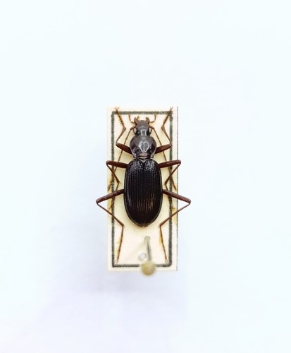 Entomology taxidermy - entomology,