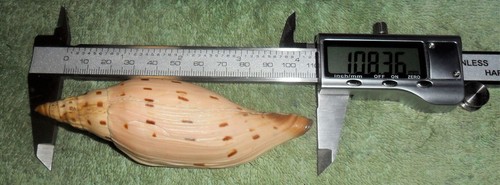 Rfm 86307 voluta scaphella - jw*,