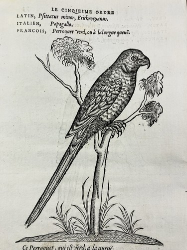 Perroquet vert 1557 - perroquet,