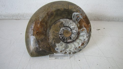 Goniatite fossili cefalopodi - fossili,