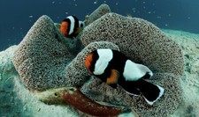 ✅NEW!Pesce Pagliaccio