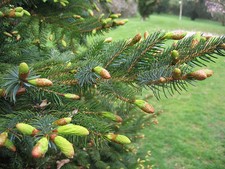 Jezo Spruce, Picea jezoensis