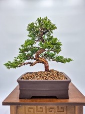 Bonsai di Ginepro Kishu