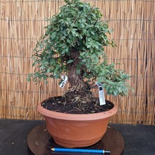 Bonsai di Olmo Parvifolia h