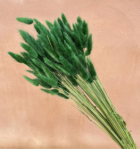 Steli erba lagurus verde - steli,