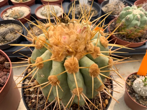 046 copiapoa gigantea wysiwyg - 046,