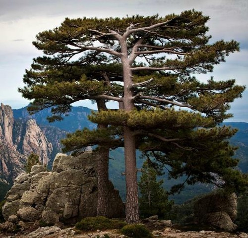 Pinus nigra subsp laricio - pinus,