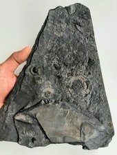 Grande Matrice fossile AMMONITI Dactylioceras Commune - Giurassico - Fossili