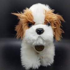 Shih tzu cucciolo cane aurora - shih,