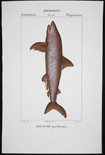 1831,PRETRE ORIGINALE ENGR. BELLISSIMO ANTICO ACQUERELLO ORMAI ESTINTO MEGALODONTE XLL
