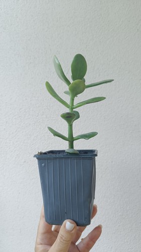 Crassula ovata vaso pianta - in,