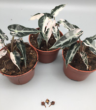 Rizoma Alocasia Bambino Rosa
