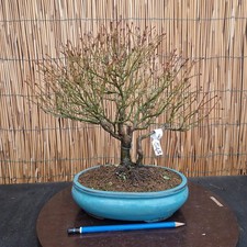 Bonsai di Acero Kashima h 33cm
