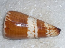 CONUS MALDIVUS WONDERFUL