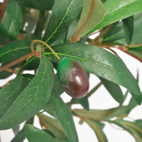 Albero alloro pianta - di,
