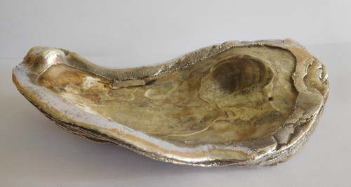 Guscio ostrica vintage - ostrica,