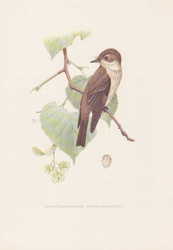 Grauschnäpper muscicapa - grauschnäpper,