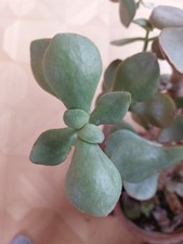 Albero dei soldi crassula - soldi,