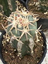 Rara pianta succulenta