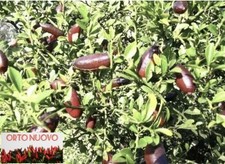 4 Talee Da Di LIMONE CAVIALE 2 Verdi E 2 Rosse FINGER LIME Per Innesto