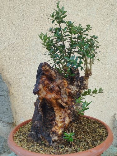 Bonsai olivastro 45x23cm - bonsai,