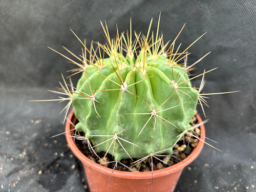 Ferocactus echidne - ferocactus,