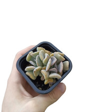 Echeveria "Snow elf" pot7cm