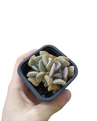 Echeveria snow elf pot7cm - echeveria, "snow