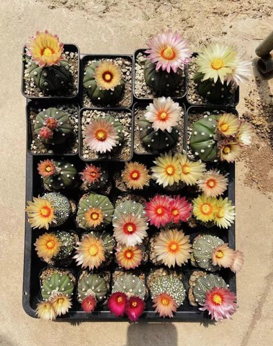 Pezzi cm raro cactus - 4-8,