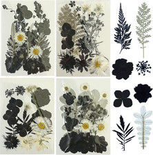 64 Pz Naturali Pressati Fiori