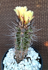 Copiapoa Montana Cactus