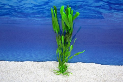 Amtra valisneria 26cm pianta - l,