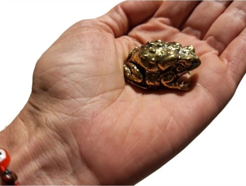 Bufo alvarius sonoran desert - bufo,