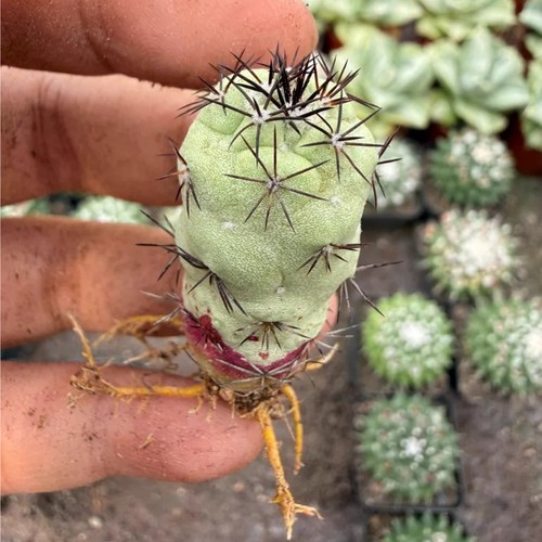 Pezzo cactus vivo - cactus,