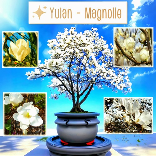 30x semi per bonsai - 30x, yulan
