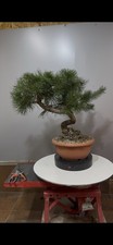 Pre Bonsai Di Pino Silvestre! Misure Visibili In Foto!