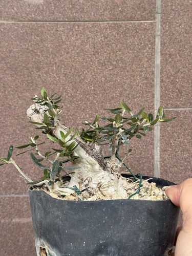 Olivastro bonsai super - olivastro,