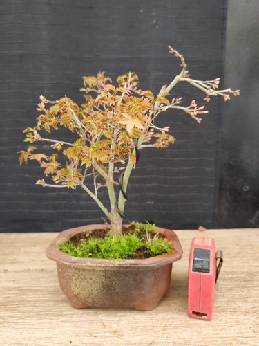 Bonsai acero palmato - di,